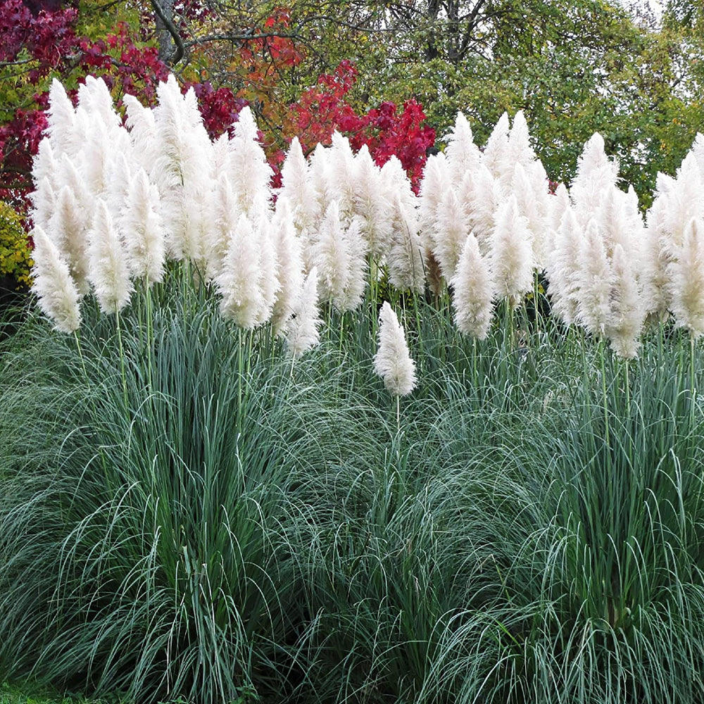 Cortaderia selloana 'White Feather' Pampas Grass, 2 Gallon Perennials