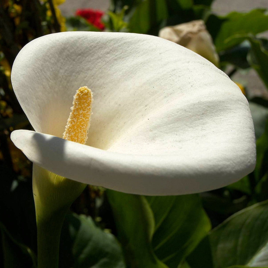 Zantedeschia aethiopica Common Calla Lily, 12 Inch Perennials