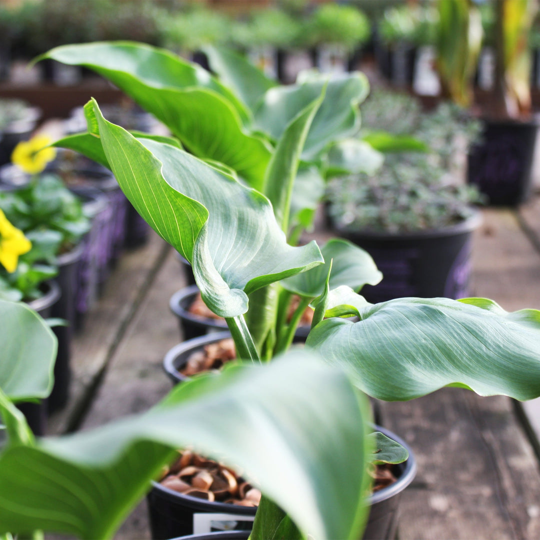 Zantedeschia aethiopica Common Calla Lily, 1 Gallon Perennials
