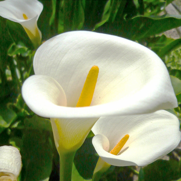 Zantedeschia aethiopica Common Calla Lily, 1 Gallon Perennials