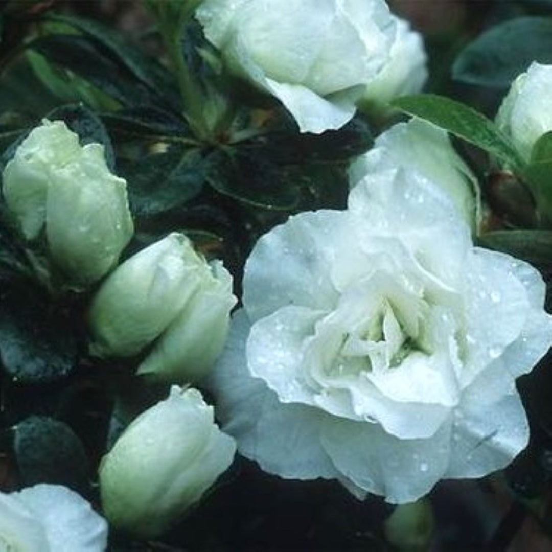 Rhododendron x 'White Lorna' Azalea, Shrub