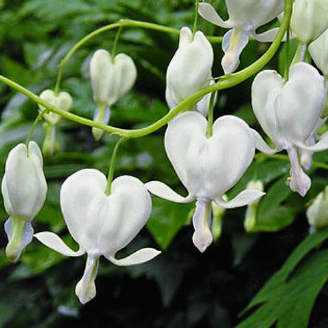 Dicentra spectabilis 'Alba' Bleeding Heart, 1 Gallon Perennials