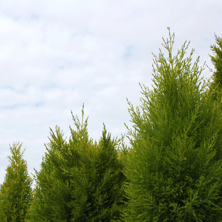 Cupressus macrocarpa 'Wilma Goldcrest' Monterey Cypress, 3 Gallon Trees