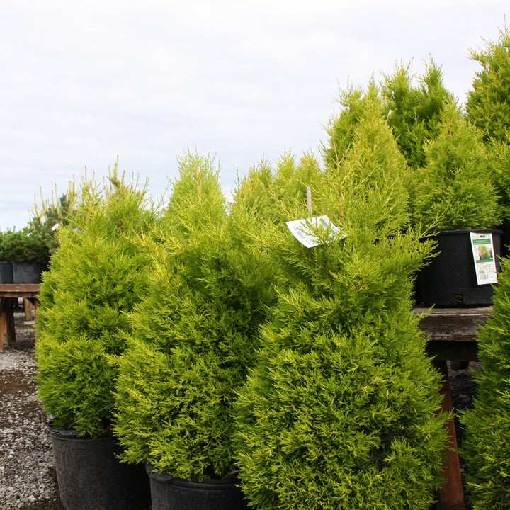 Cupressus macrocarpa 'Wilma Goldcrest' Monterey Cypress, 3 Gallon Trees