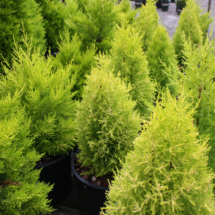 Cupressus macrocarpa 'Wilma Goldcrest' Monterey Cypress, 3 Gallon Trees