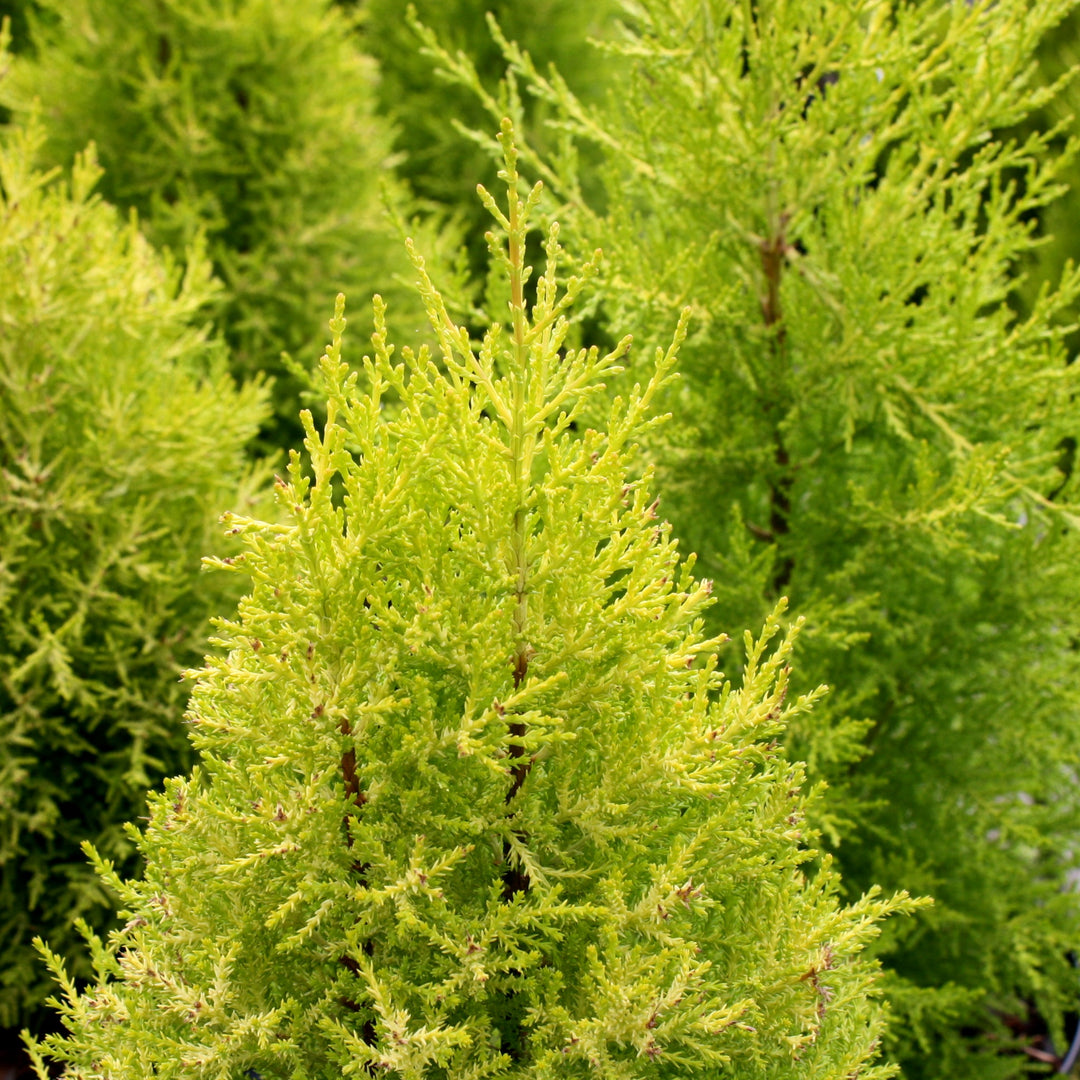 Cupressus macrocarpa 'Wilma Goldcrest' Monterey Cypress, 3 Gallon Trees