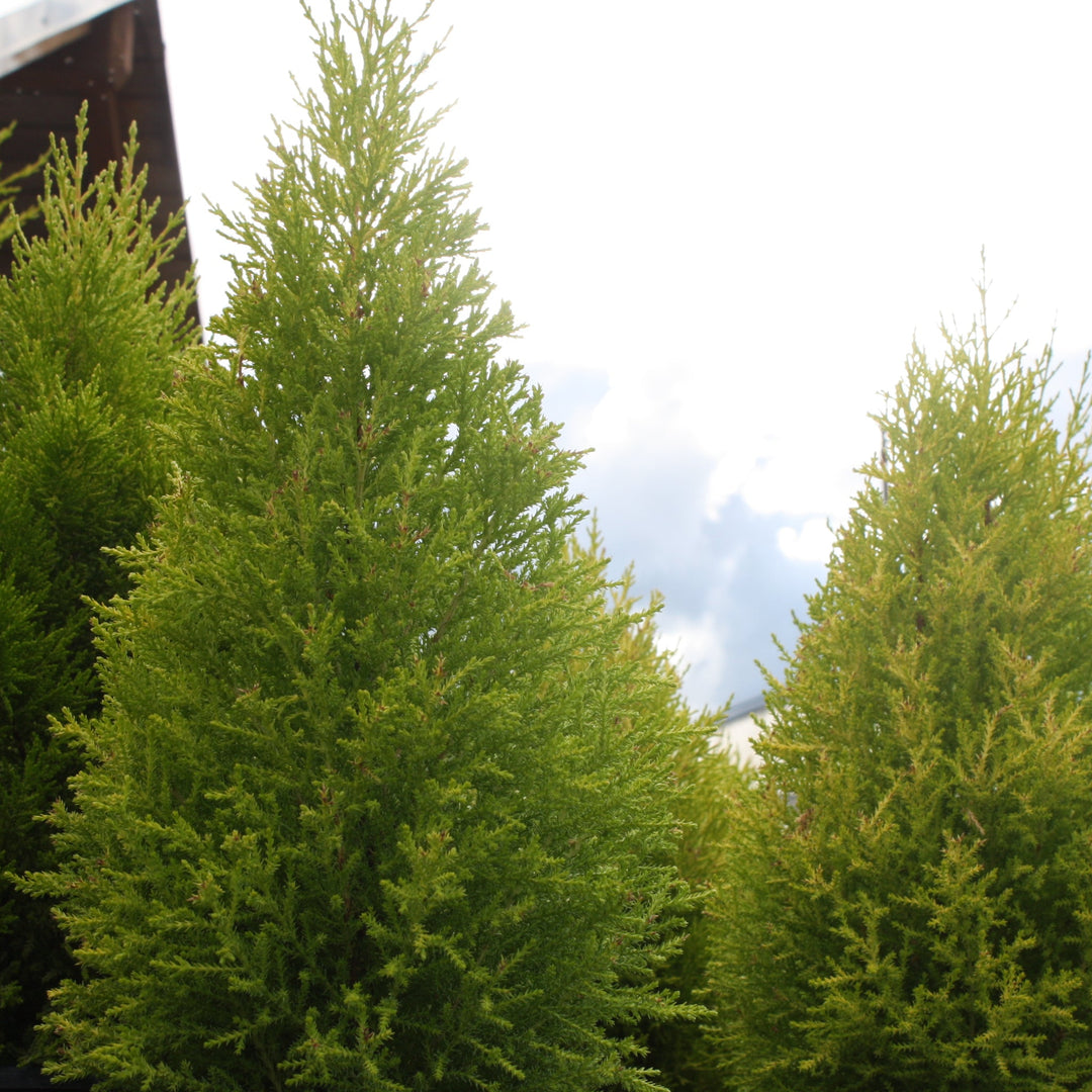 Cupressus macrocarpa 'Wilma Goldcrest' Monterey Cypress, 3 Gallon Trees