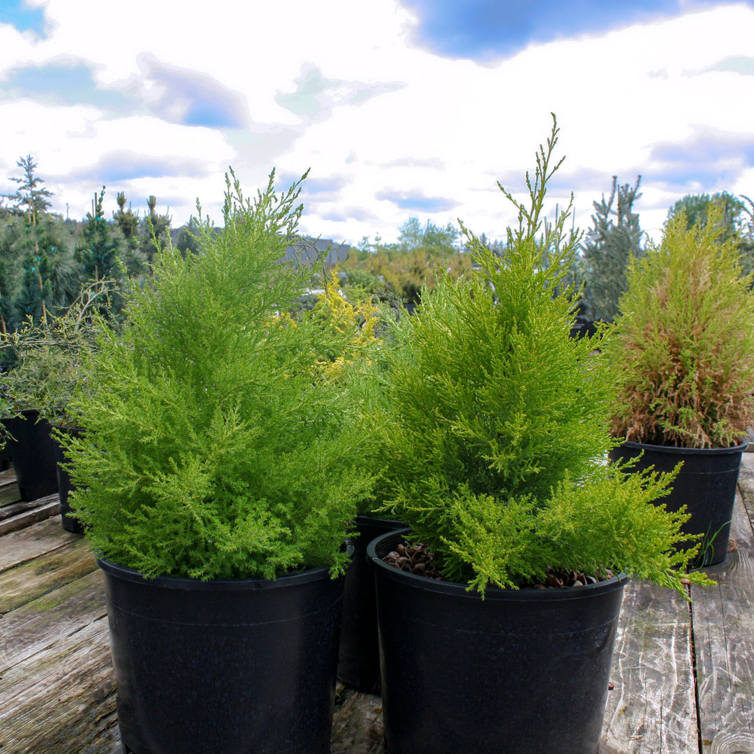 Cupressus macrocarpa 'Wilma Goldcrest' Monterey Cypress, 3 Gallon Trees