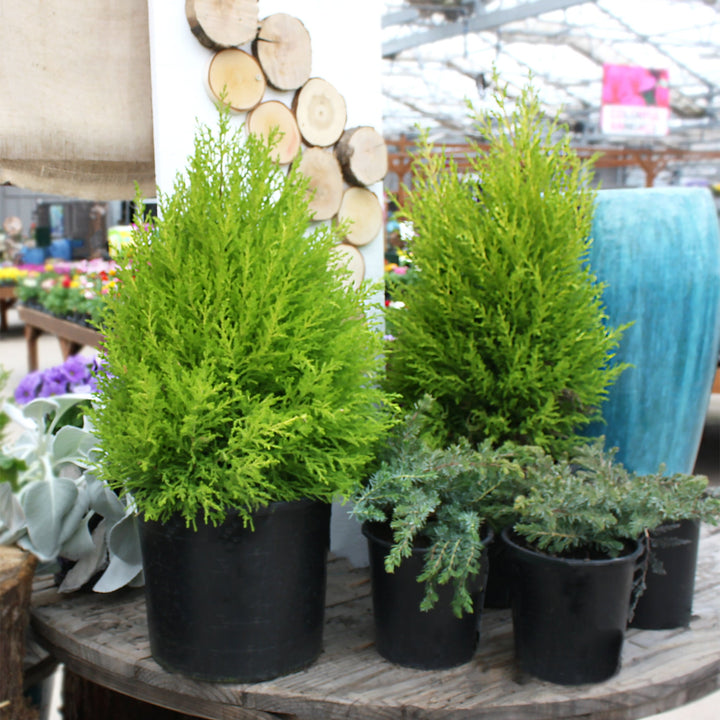 Cupressus macrocarpa 'Wilma Goldcrest' Monterey Cypress, 3 Gallon Trees