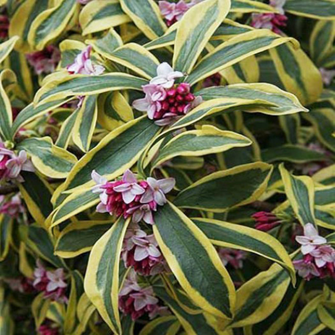 Daphne odora 'Maejima' Winter Daphne, 1 Gallon Shrubs
