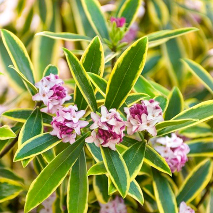 Al's Garden and Home 'Marianni' Winter Daphne shrub