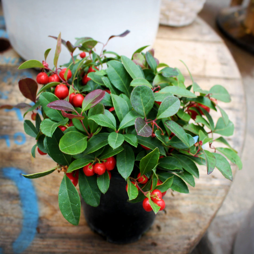 Gaultheria procumbens American Wintergreen, 1 Quart Perennials