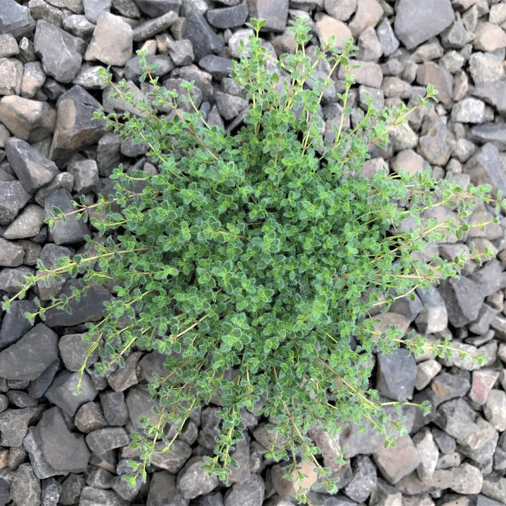 Little Prince of Oregon 'Pseudolanuginosus (Woolly Thyme)' Mother of Thyme (Thymus praecox), 4 Inch perennial