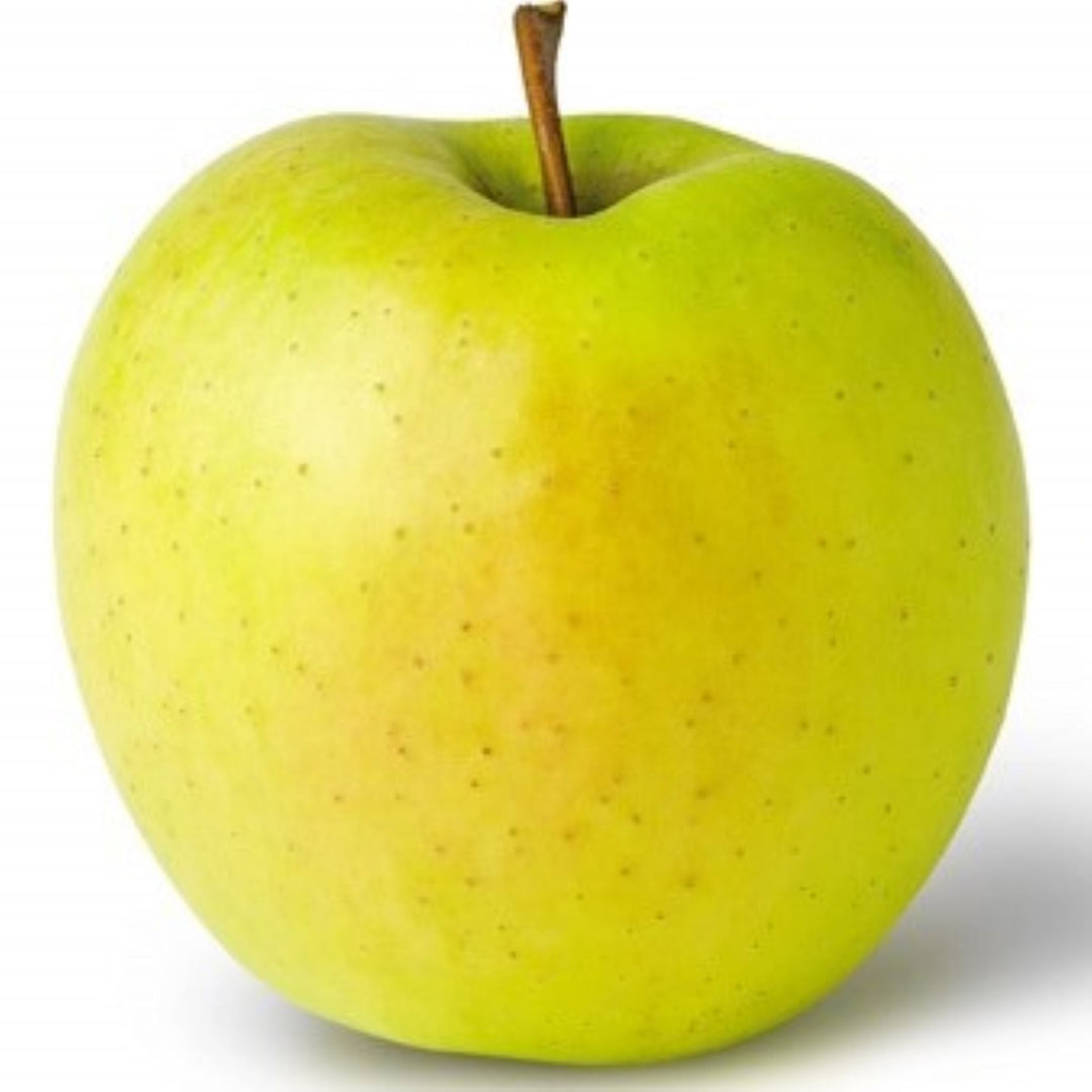 Malus domestica 'Yellow Delicious' Semi-Dwarf Apple, Bare Root Apple Tree, Tree