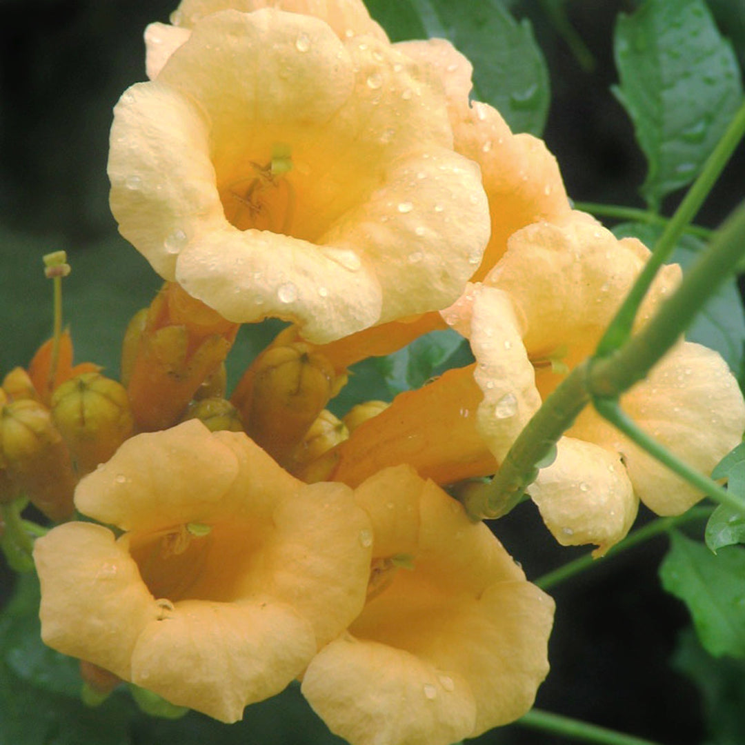 Campsis radicans 'Flava' Trumpet Vine, 1 Gallon Vines