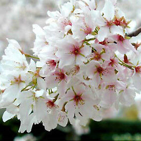 Prunus x yedoensis Yoshino Cherry, 15 Gallon Trees