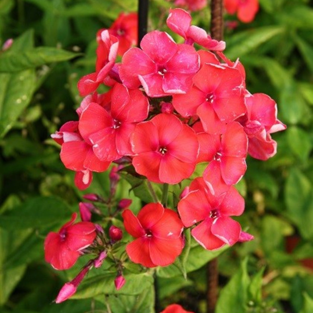 Phlox paniculata 'Younique Orange Elite' Garden Phlox, 1 Gallon Perennials