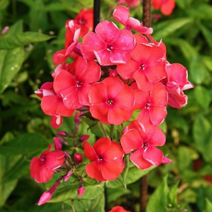 Phlox paniculata 'Younique Orange Elite' Garden Phlox, 1 Gallon Perennials
