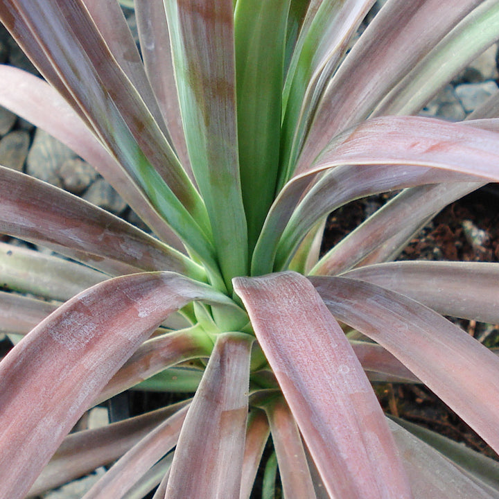 Al's Garden & Home 'Blue Boy' Yucca, 1 Gallon perennial