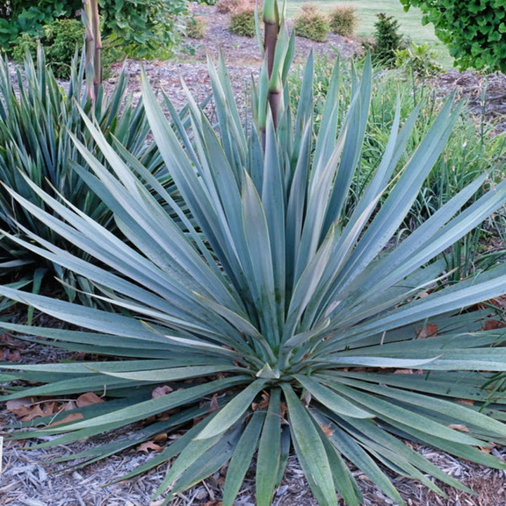 Yucca filamentosa 'Silver Anniversary' PP31437 Yucca, 1 Gallon Perennials