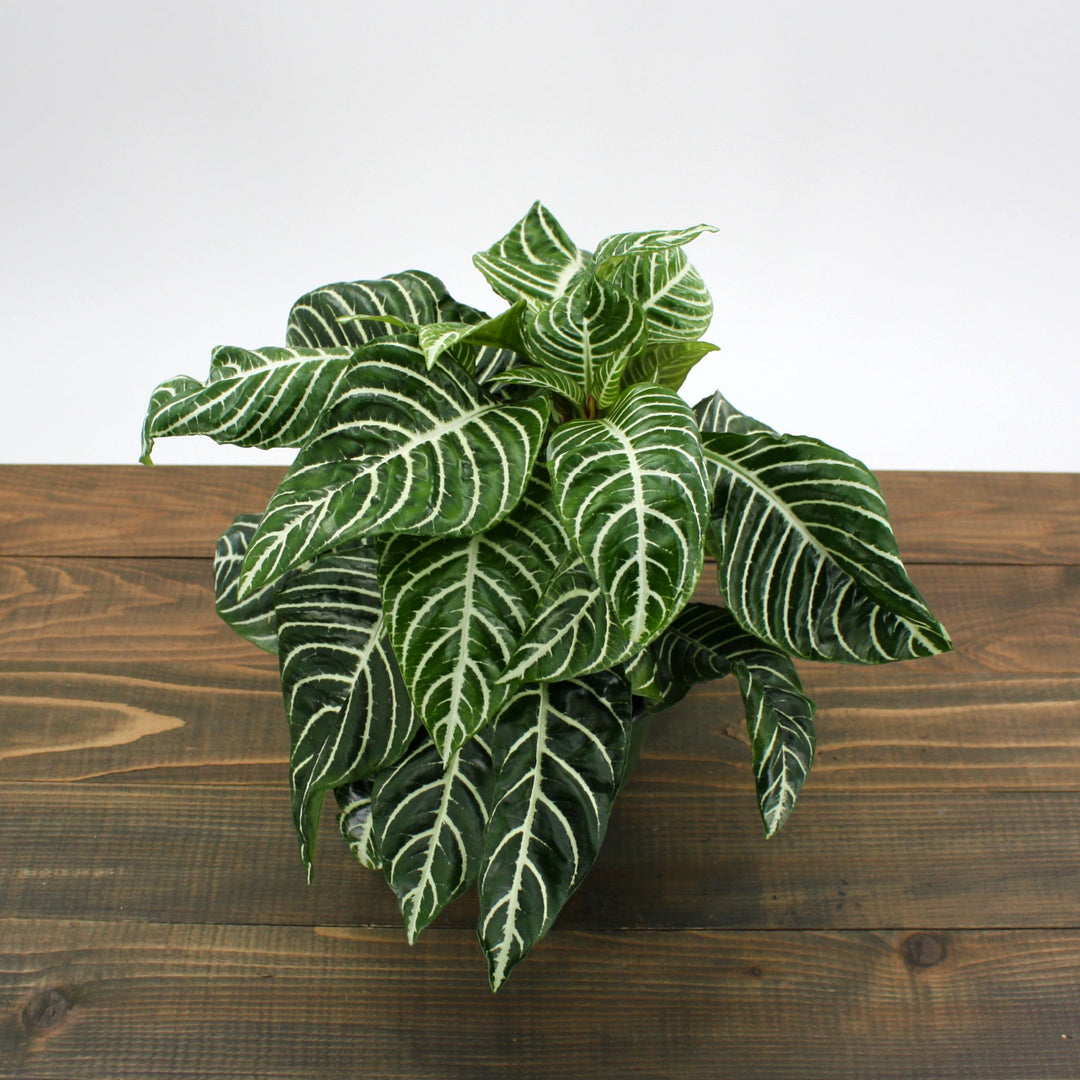 Aphelandra squarrosa Zebra Plant, 6 Inch Houseplants