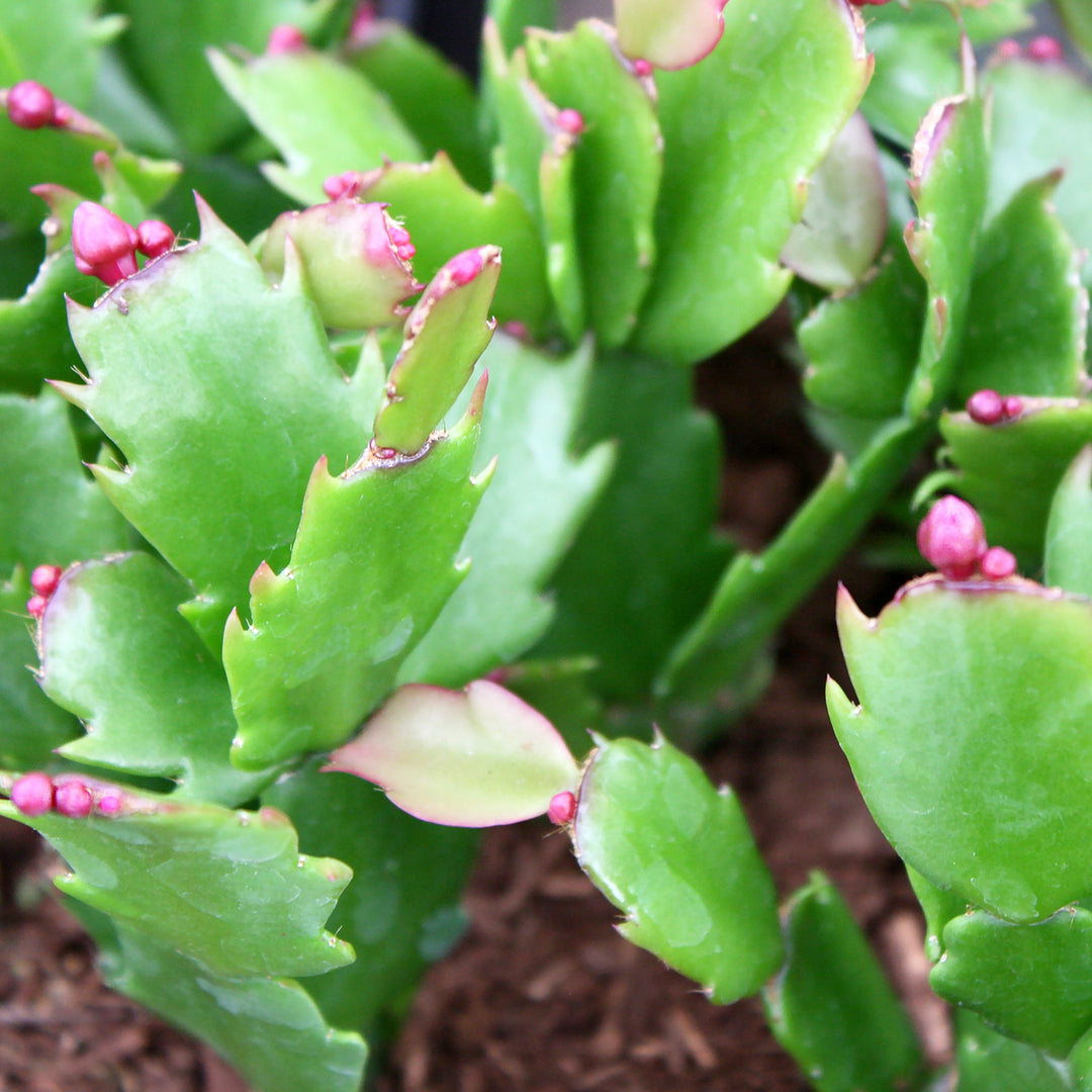 Schlumbergera truncata Thanksgiving/Christmas Cactus, 4 Inch Houseplants