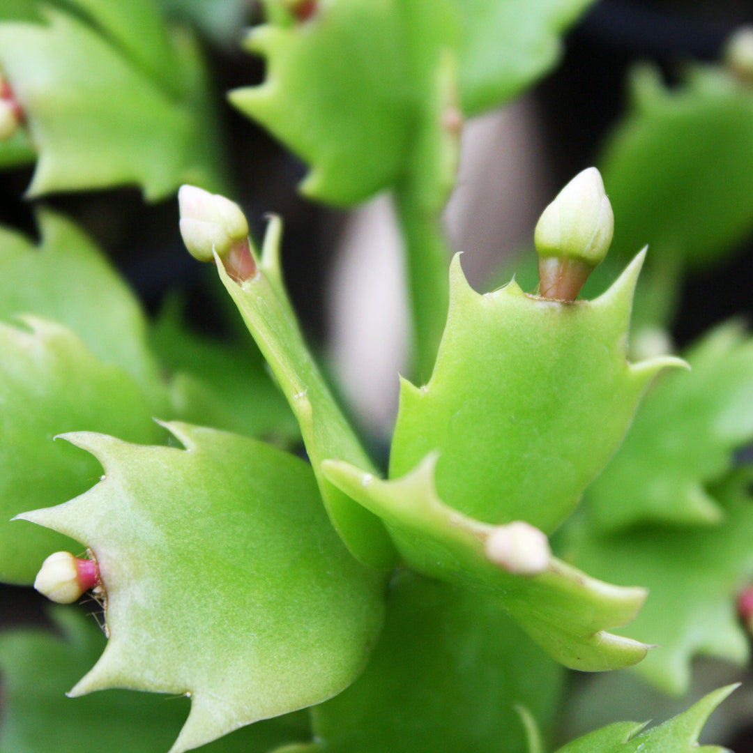 Schlumbergera truncata Thanksgiving/Christmas Cactus, 4 Inch Houseplants