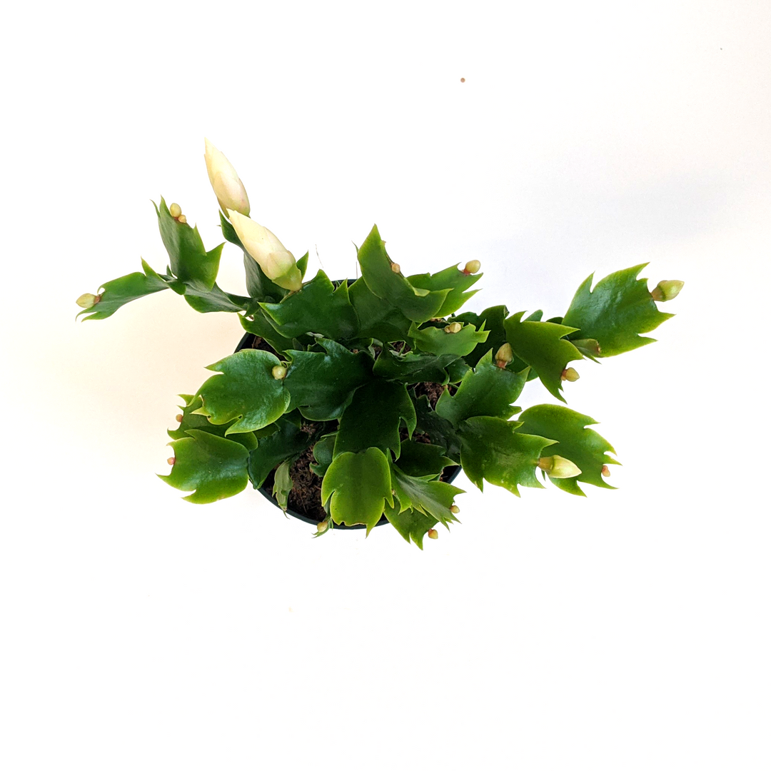Schlumbergera truncata Thanksgiving/Christmas Cactus, 4 Inch Houseplants
