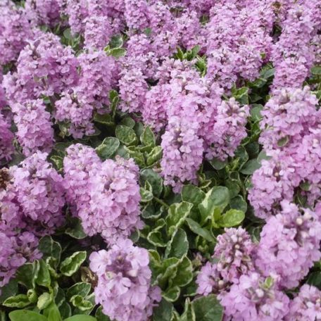 Al's Garden & Home 'Pink Lightning' Ajuga (Ajuga reptans), 5 Inch Container perennial