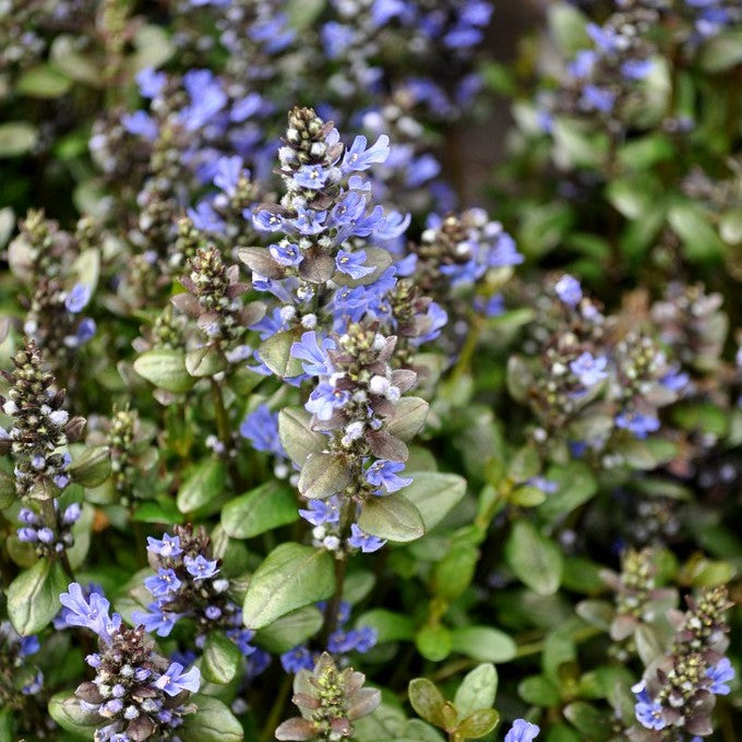 Al's Garden & Home 'Chocolate Chip' Ajuga (Ajuga reptans), 5 Inch Container perennial