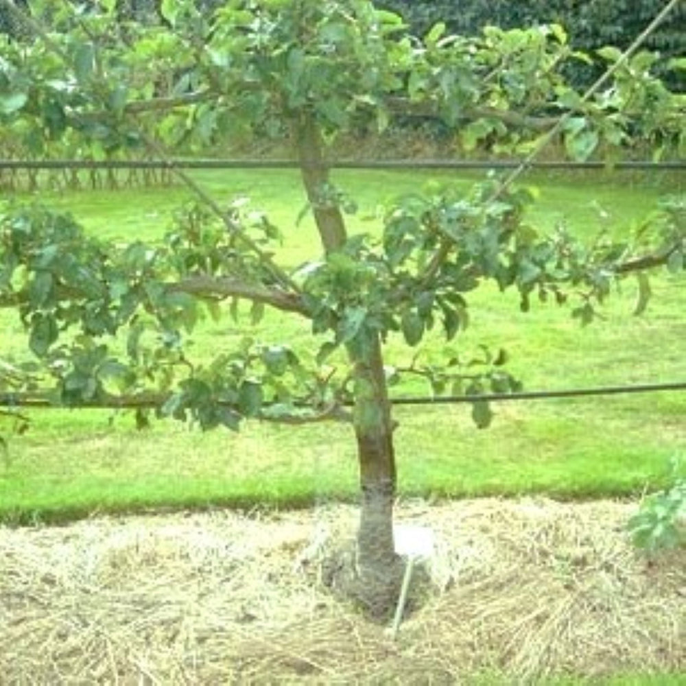 Malus domestica Bare Root Apple Tree, Bare Root Trees