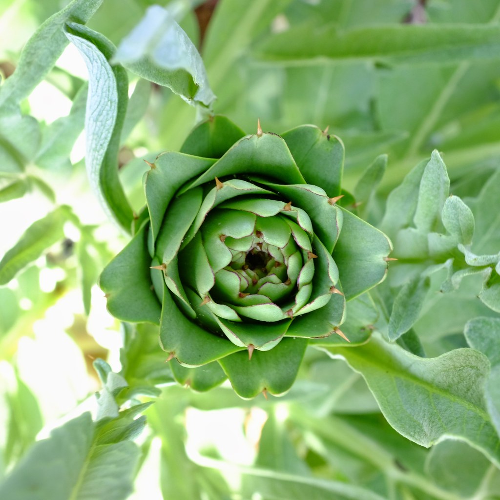 Al's Garden & Home 'Imperial Star' Artichoke (Cynara spp.), 2 Gallon edible annual