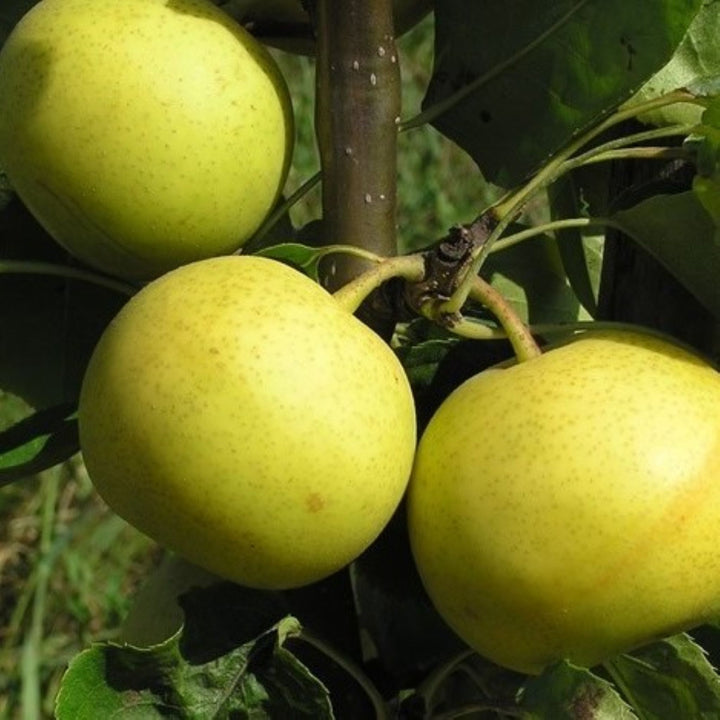 Bare Root Dwarf Asian Pear