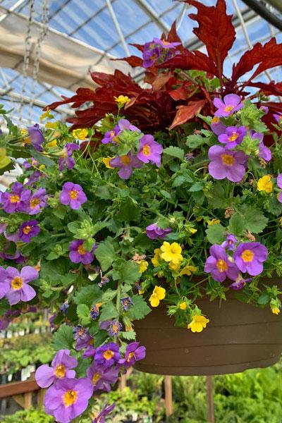Spring Hanging Basket