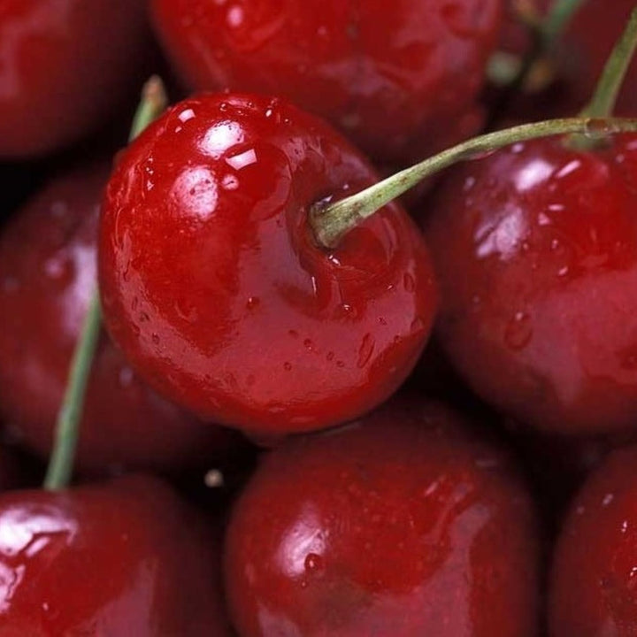 Prunus avium 'Bing' Sweet Cherry, 7 Gallon Trees