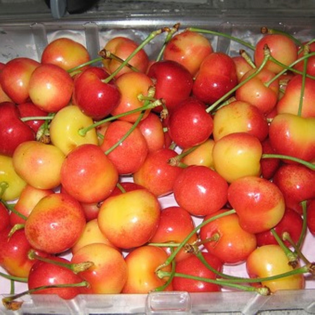 Prunus avium 'Rainier' Bare Root Cherry Tree, Bare Root Trees