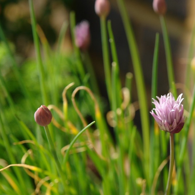 Al's Garden & Home 'Staro' Chives (Allium schoenoprasum), 4 Inch edible herb