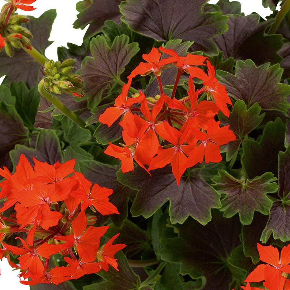 Pelargonium x 'Chocolate Apricot' Fancy Leaf Geranium, 1 Quart Annuals