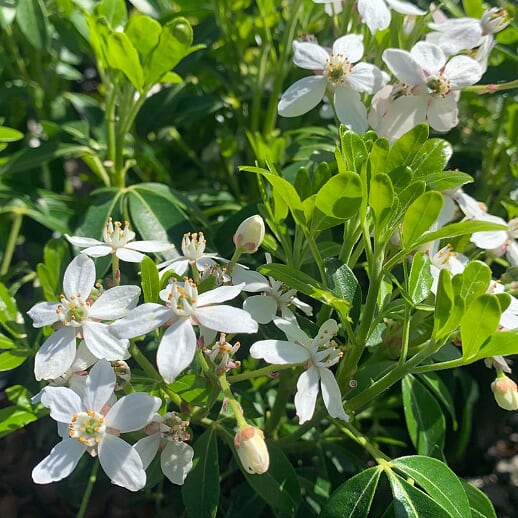 Choisya ternata Mexican Orange Choisya, 1 Gallon Shrubs