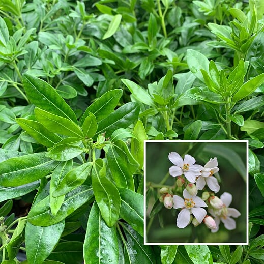 Choisya ternata Mexican Orange Choisya, 1 Gallon Shrubs