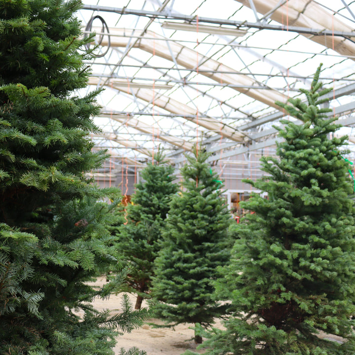 Noble Fir Fresh Cut Christmas Tree