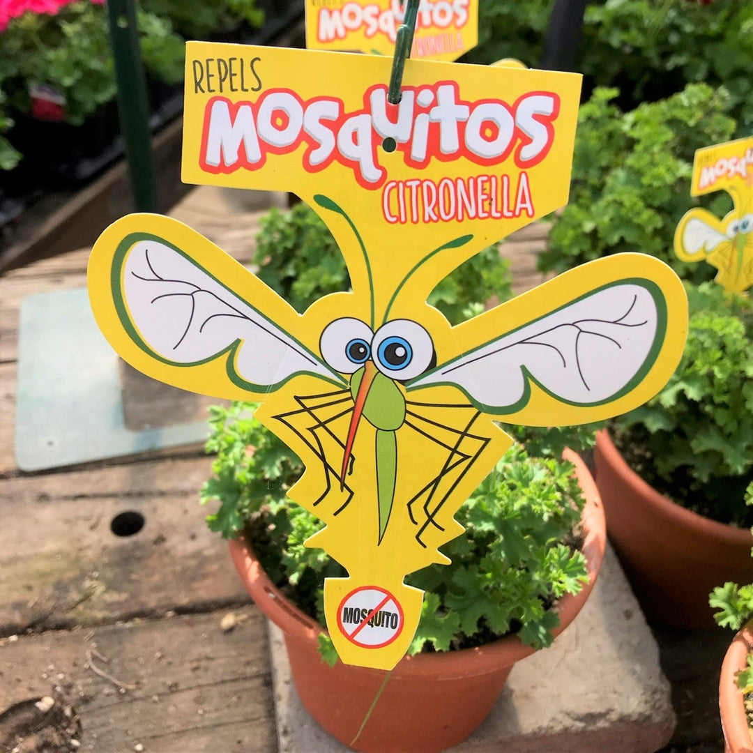 Pelargonium x 'Citrosum' Scented Geranium, 6 Inch Annuals