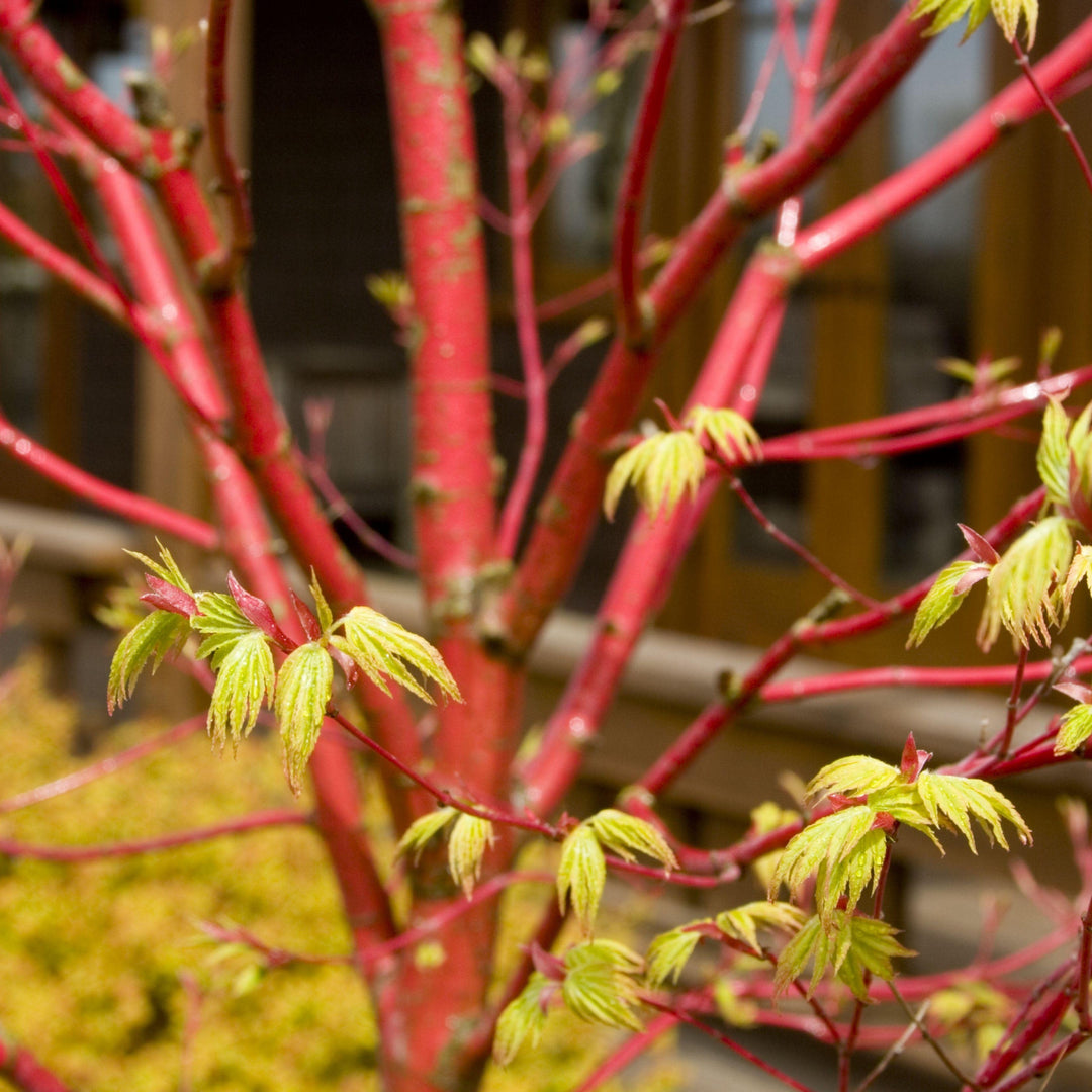 Acer palmatum 'Coral Bark' Japanese Maple, 7 Gallon Trees