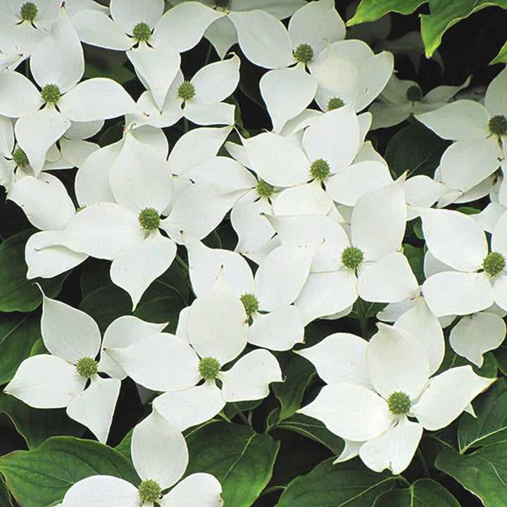 Cornus kousa var. chinensis Chinese Dogwood, 15 Gallon Trees