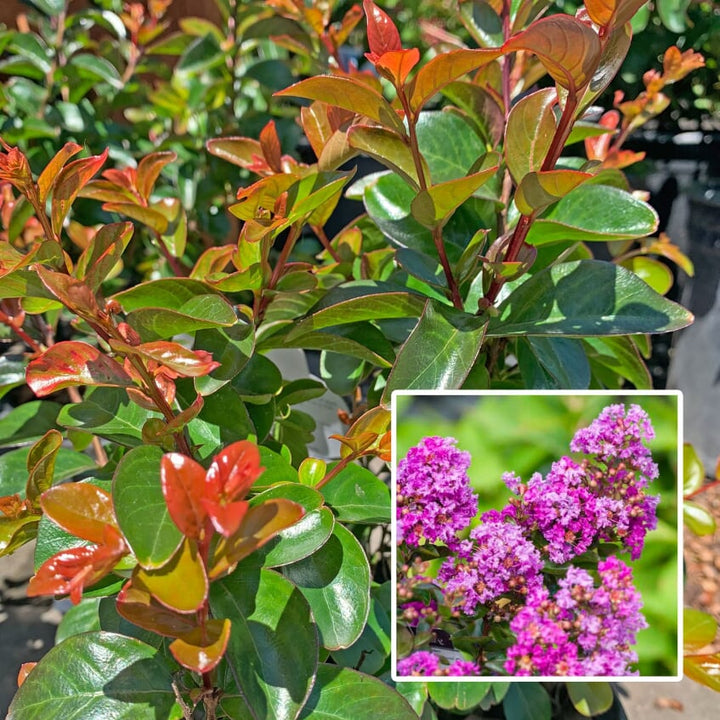 Lagerstroemia indica 'Purple Magic' PP23906 Crape Myrtle, 3 Gallon Shrubs