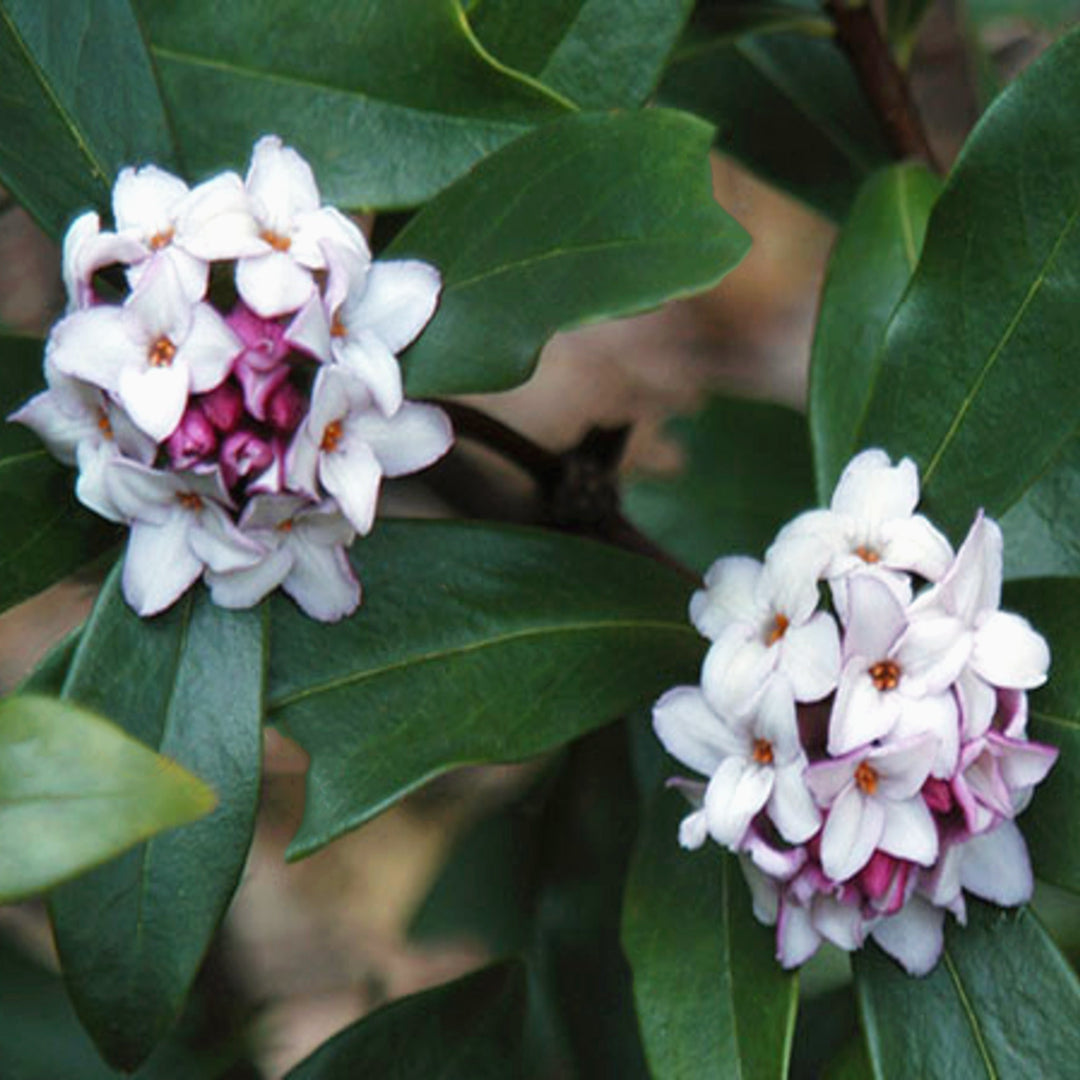 Daphne odora 'Aureomarginata' Winter Daphne, 2 Gallon Shrubs