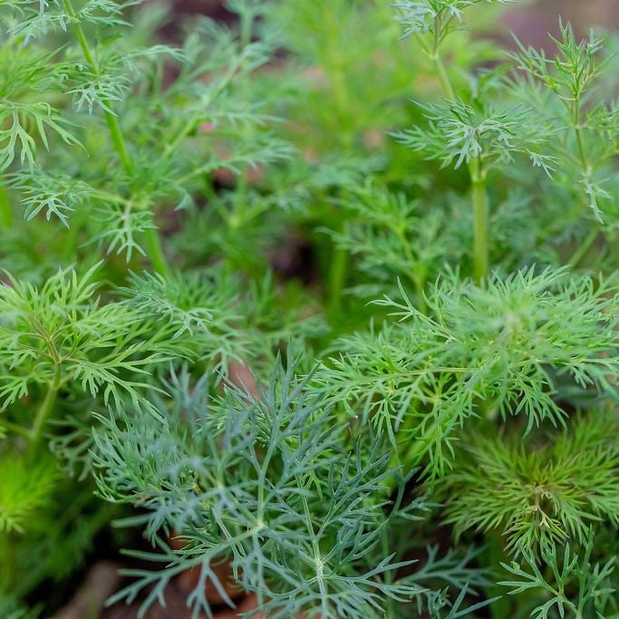 Al's Garden & Home 'Dukat' Dill (Anethum graveolens), 1 Gallon edible herb annual