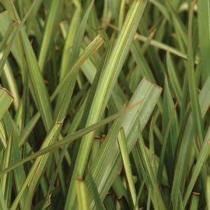 Al's Garden & Home 'Apricot Queen' New Zealand Flax (Phormium), 1 Gallon perennial