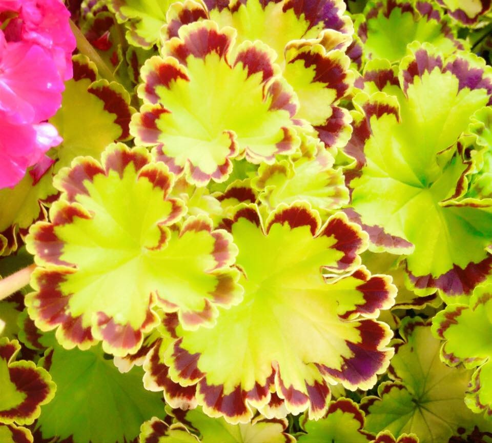 Pelargonium x 'Diva Queen' Fancy Leaf Geranium, 1 Quart Annuals