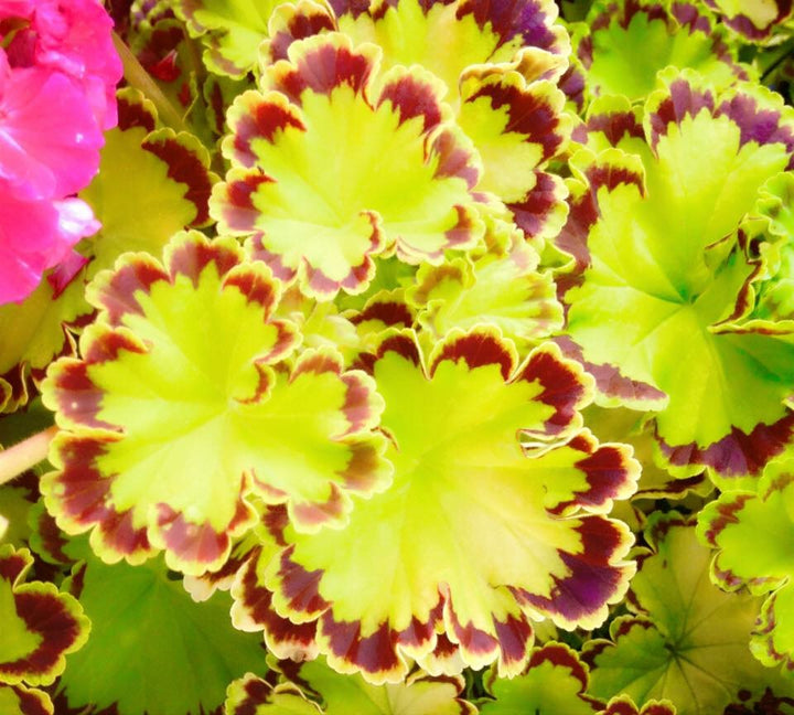 Pelargonium x 'Diva Queen' Fancy Leaf Geranium, 1 Quart Annuals